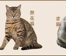 瓅狸娊?箦?(沂怯滞纯煊纸粽牛乇鹗悄歉鼋怎么读)